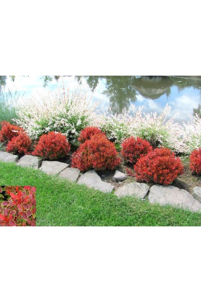 Барбарис Тунберга Адмірейшн